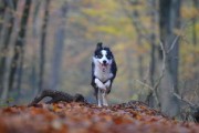 萨摩耶犬，聪明的雪地精灵 - 智商揭秘与生活智慧的应用