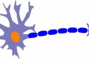 揭秘无名指，生物学、心理学与文化中的独特角色