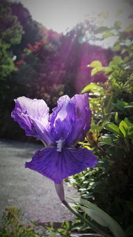 探索花卉艺术的新瑰宝，鹤庆兰花的种植与鉴赏之旅